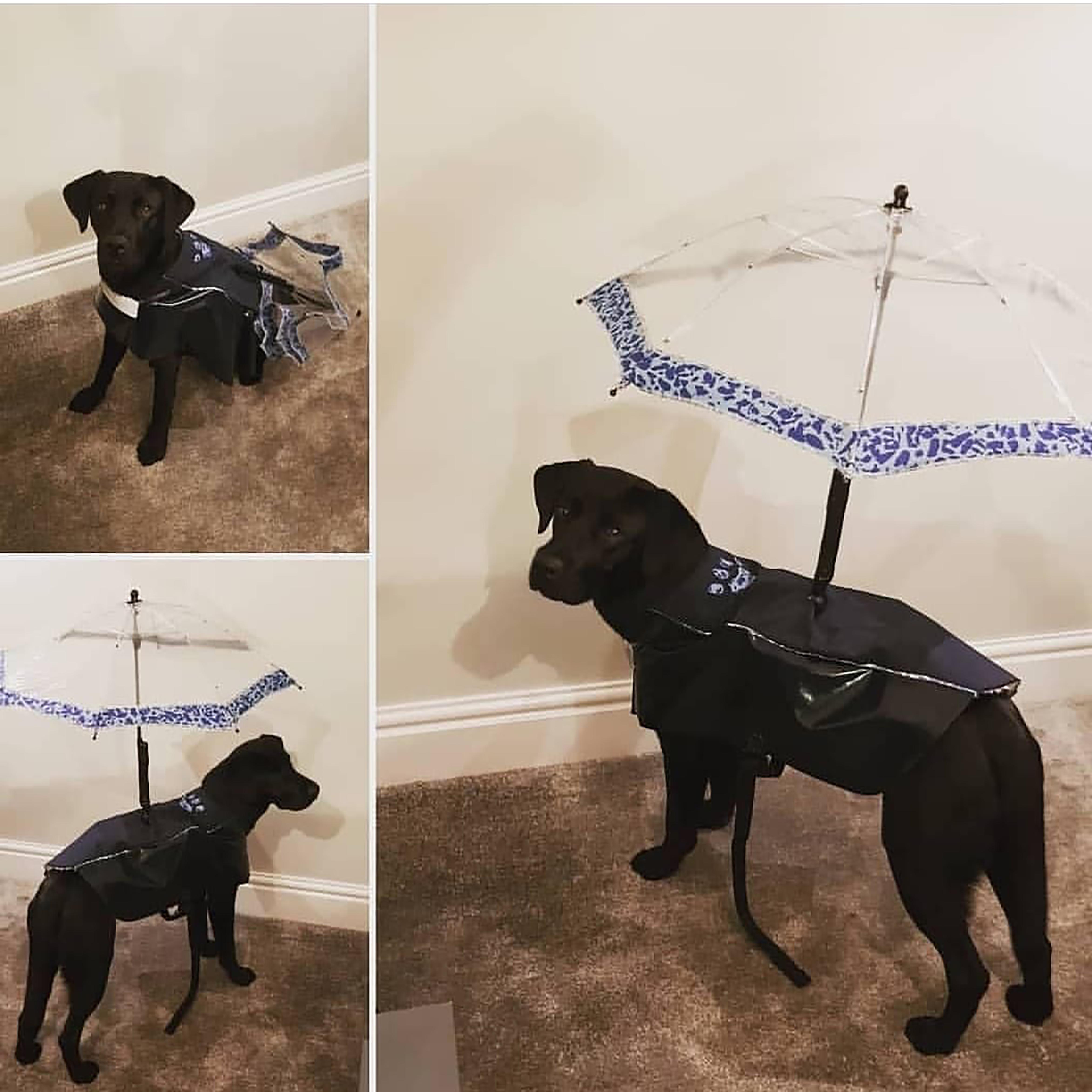 Dog parasol hot sale